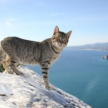 Yoko - Plusholidays *